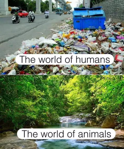 human vs animals
