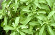 How to Sow & Grow Stevia from Seed