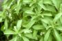 How to Sow & Grow Stevia from Seed