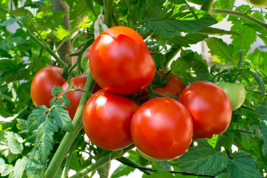 How to Sow & Grow Tomatoes at Home (in India)
