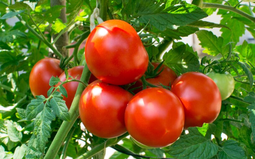 How to Sow & Grow Tomatoes at Home (in India)